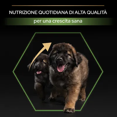 Nutrizione quotidiana di alta qualità per una crescita sana, testo su immagine con due cuccioli e una freccia verso l'alto.