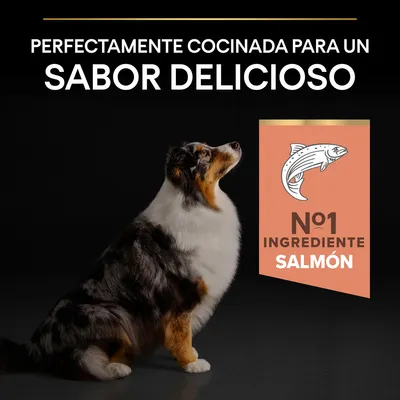 Texto: Perfectamente cocinada para un sabor delicioso. Nº1 ingrediente salmón. Imagen de un perro sentado junto a un cartel con dibujo de salmón.