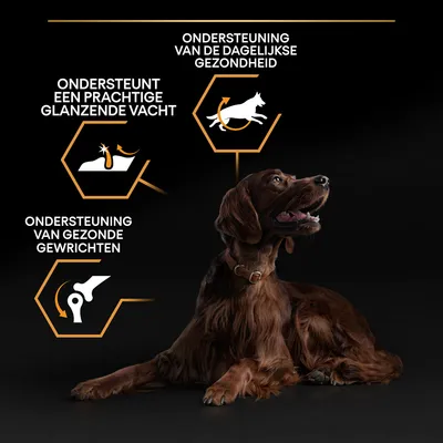 Tekst: Ondersteuning van de dagelijkse gezondheid, ondersteunt een prachtige glanzende vacht, ondersteuning van gezonde gewrichten. Afbeelding van een bruine hond liggend.