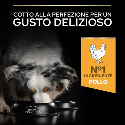 Cotto alla perfezione per un gusto delizioso. N°1 ingrediente pollo. Purina Pro Plan. Immagine di cane che mangia da ciotola nera con logo Purina Pro Plan.