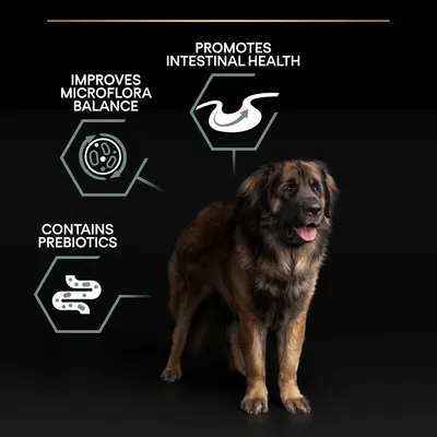 Tekst på engelsk: Promotes intestinal health, Improves microflora balance, Contains prebiotics. Stor brun hund står foran sorte baggrund med grafiske ikoner for mave og tarm.