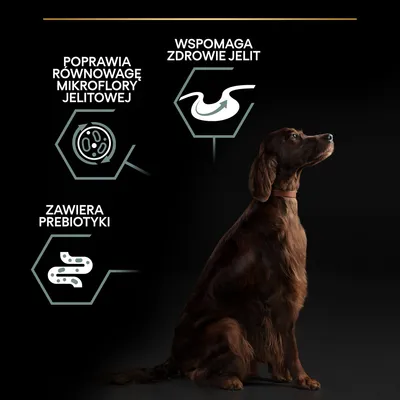Poprawia równowagę mikroflory jelitowej, wspomaga zdrowie jelit, zawiera prebiotyki – tekst i grafiki obok siedzącego psa.