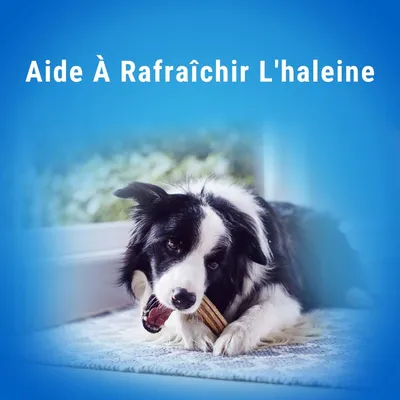 Aide à rafraîchir l'haleine