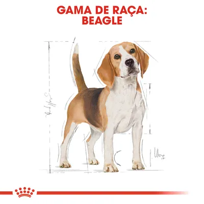 Gama de raça: Beagle. Ilustração de um cão Beagle com linhas de medidas ao fundo.