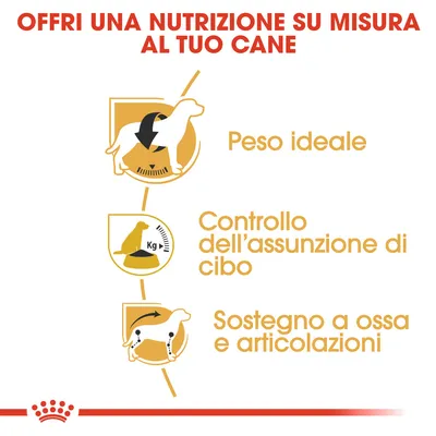 Offri una nutrizione su misura al tuo cane: peso ideale, controllo dell’assunzione di cibo, sostegno a ossa e articolazioni. Testo e icone illustrative.