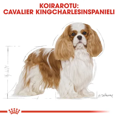 Koirarotu: Cavalier Kingcharlesinspanieli. Kuvassa ruskea-valkoinen pitkäkarvainen koira, taustalla mittapiirroksia.