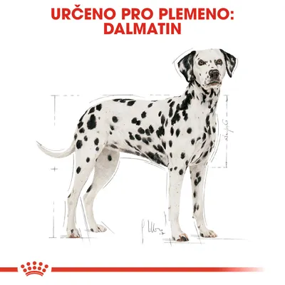 Text: URČENO PRO PLEMENO: DALMATIN. Ilustrace psa dalmatina s vyznačenými rozměry těla.