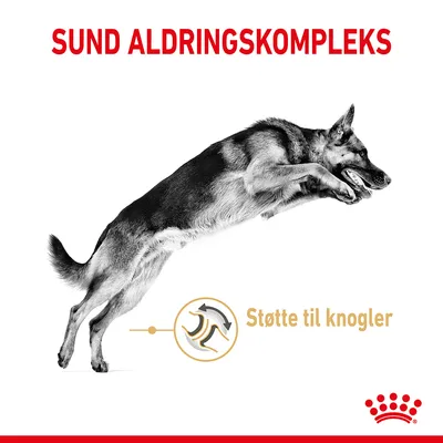SUND ALDRINGSKOMPLEKS, Støtte til knogler. Billede af springende hund og grafisk element med knogler. Rød krone nederst til højre.