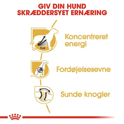 Giv din hund skræddersyet ernæring. Koncentreret energi, fordøjelsesevne, sunde knogler. Illustrationer af hund med Kcal, mave og knogler.