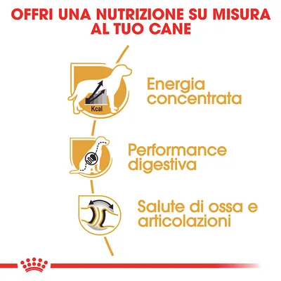Offri una nutrizione su misura al tuo cane: energia concentrata, performance digestiva, salute di ossa e articolazioni. Testo e icone illustrative. Offri una nutrizione su misura al tuo cane: energia concentrata, performance digestiva, salute di ossa e articolazioni. Testo e icone illustrative.