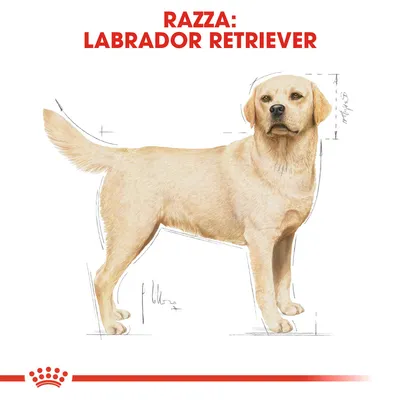 Illustrazione di un cane con testo in alto: 'Razza: Labrador Retriever'.