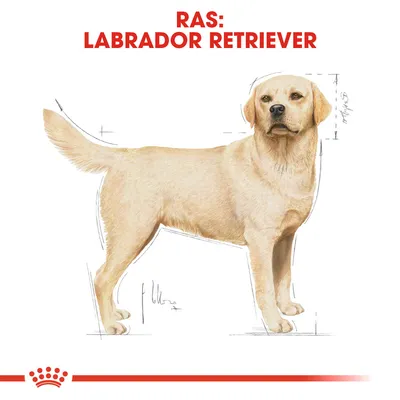 Illustratie van een Labrador Retriever met rode tekst: 'Ras: Labrador Retriever'. Hondenras-identificatie voor aankoopadvies.