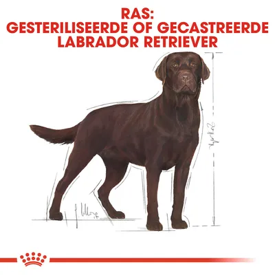 Illustratie van een bruine Labrador Retriever met tekst: RAS: GESTERILISEERDE OF GECASTREERDE LABRADOR RETRIEVER. Meetlijnen zichtbaar naast de hond.