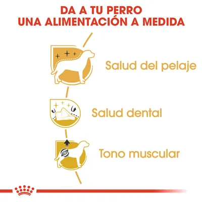 Da a tu perro una alimentación a medida. Salud del pelaje, salud dental, tono muscular.