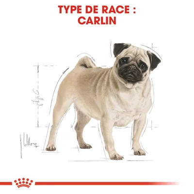Type de race : Carlin, illustration d’un chien carlin beige avec des repères de proportions autour du corps. Texte en rouge en haut de l’image.