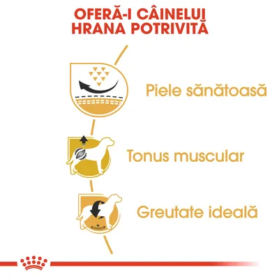 OFERĂ-I CÂINELUI HRANA POTRIVITĂ. Piele sănătoasă, tonus muscular, greutate ideală – beneficii prezentate cu pictograme pentru câini.