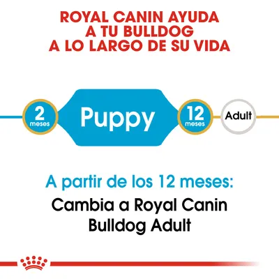 Royal Canin ayuda a tu bulldog durante su vida. De 2 a 12 meses: Puppy. A partir de los 12 meses, cambia a Royal Canin Bulldog Adult.