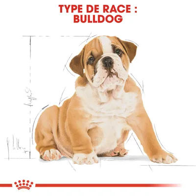 Type de race : Bulldog, illustration d’un chiot bulldog assis avec croquis en arrière-plan et bandeau rouge Royal Canin en bas de l’image.
