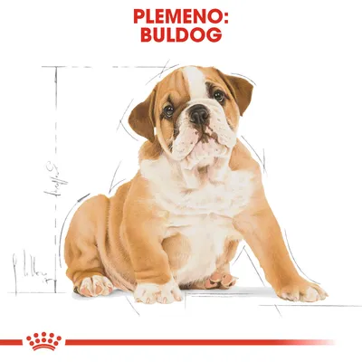 Ilustrácia psa s nápisom „Plemeno: Buldog“ v hornej časti obrázka.