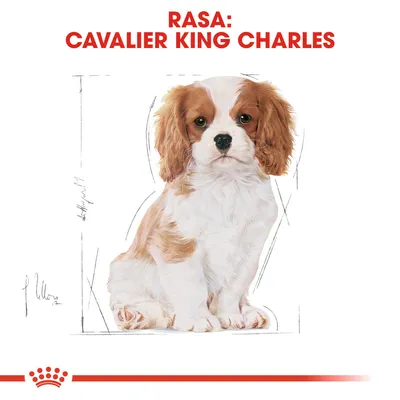RASA: CAVALIER KING CHARLES, text roșu deasupra unei ilustrații cu un cățel Cavalier King Charles spaniel. Textul este în limba română.