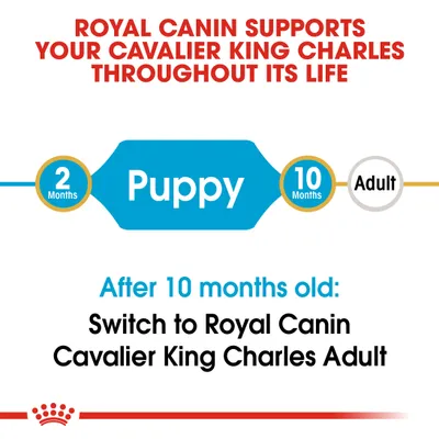 Feeding guide showing Royal Canin supports Cavalier King Charles from 2 months as puppy food, then switch to adult food after 10 months old.