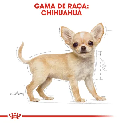 Ilustração de um cão com texto visível: 'Gama de raça: Chihuahua'. Logótipo Royal Canin na parte inferior.