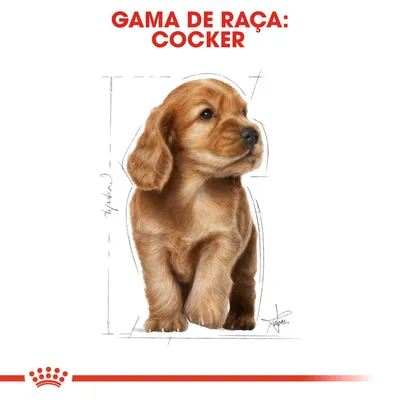 GAMA DE RAÇA: COCKER em letras vermelhas acima de ilustração de um cão Cocker castanho, com linhas de esboço à volta do corpo. Logótipo Royal Canin visível na parte inferior. GAMA DE RAÇA: COCKER em letras vermelhas acima de ilustração de um cão Cocker castanho, com linhas de esboço à volta do corpo. Logótipo Royal Canin visível na parte inferior.