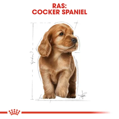 Illustratie van een Cocker Spaniel met rode tekst bovenaan: 'Ras: Cocker Spaniel'.