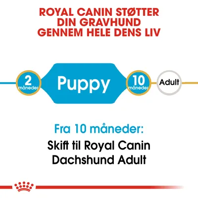 ROYAL CANIN STØTTER DIN GRAVHUND GENNEM HELE DENS LIV. 2 måneder Puppy 10 måneder Adult. Fra 10 måneder: Skift til Royal Canin Dachshund Adult.