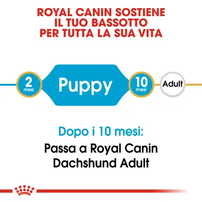 ROYAL CANIN SOSTIENE IL TUO BASSOTTO PER TUTTA LA SUA VITA. 2 mesi Puppy 10 mesi Adult. Dopo i 10 mesi: Passa a Royal Canin Dachshund Adult.