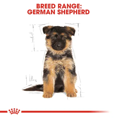 Text reads: BREED RANGE: GERMAN SHEPHERD. Image of a German Shepherd puppy sitting, with sketch lines in the background and a red crown symbol at the bottom.