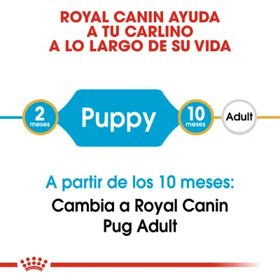Royal Canin ayuda a tu carlino. Puppy: de 2 a 10 meses. Adult: desde 10 meses. A partir de los 10 meses cambia a Royal Canin Pug Adult.