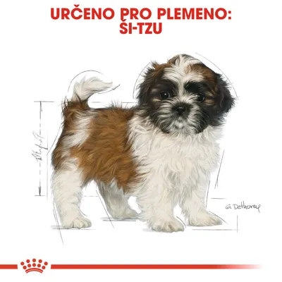 Určeno pro plemeno: ši-tzu. Ilustrace psa ši-tzu na bílém pozadí.