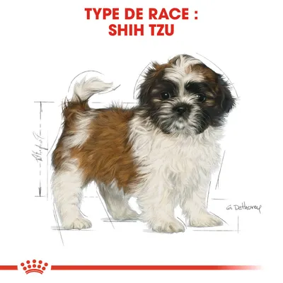 Type de race : Shih Tzu, illustration d’un chien Shih Tzu avec pelage blanc et brun, texte en haut de l’image.