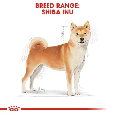 Royal Canin Shiba Inu Adult