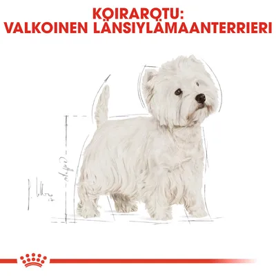 KOIRAROTU: VALKOINEN LÄNSIYLÄMAANTERRIERI -teksti ja piirros valkoisesta länsiylämaanterrieristä, Royal Canin -tyylinen esitys