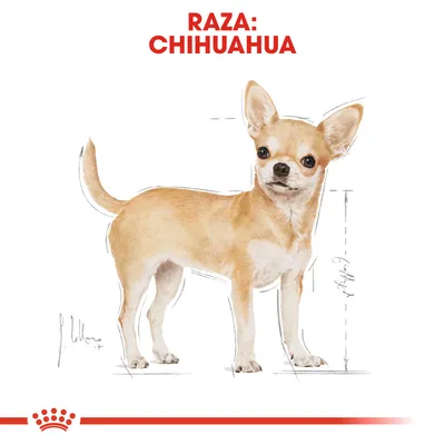 Ilustración de perro con texto visible: Raza: Chihuahua. Líneas de referencia para altura y proporciones del cuerpo.