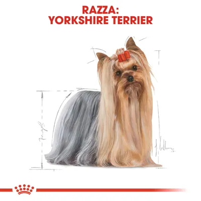 Testo in alto: Razza: Yorkshire Terrier. Illustrazione di un cane Yorkshire Terrier con pelo lungo e fiocco rosso sulla testa.