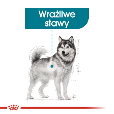 Ilustracja psa z napisem „Wrażliwe stawy” i zaznaczonym miejscem na ciele, wskazującym na obszar stawów.