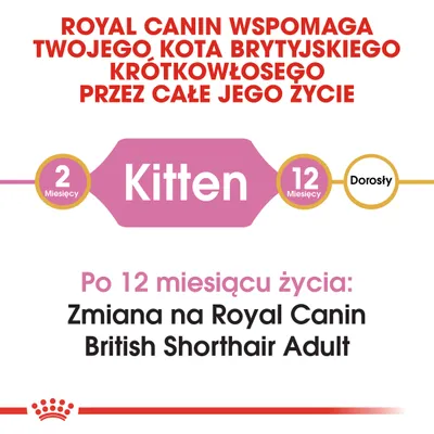 Royal Canin wspomaga kota brytyjskiego krótkowłosego przez całe życie. Po 12 miesiącu życia: zmiana na Royal Canin British Shorthair Adult.