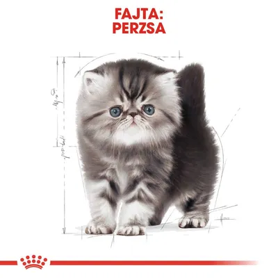 Fajta: perzsa – szürke-fehér perzsa cica illusztrációja, háttérben vázlatos vonalakkal. Royal Canin márkajelzés alul.