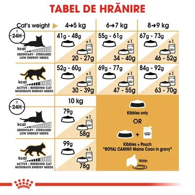 Tabel de hrănire pentru pisici Royal Canin Maine Coon: cantități zilnice recomandate în funcție de greutate (4–10 kg) și nivel de activitate, opțiuni hrană uscată sau combinată cu plic.
