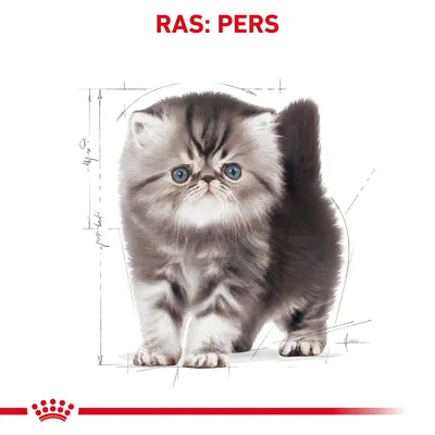 Illustratie van een Perzische kat met tekst 'RAS: PERS' erboven, technische schetslijnen op de achtergrond. Merk Royal Canin zichtbaar onderaan.