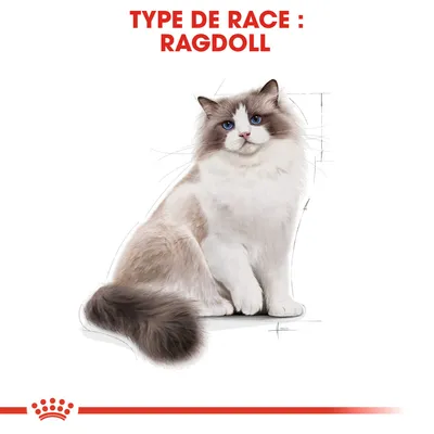 Type de race : Ragdoll, illustration d’un chat à poil long avec yeux bleus, texte en haut de l’image, bande rouge et couronne stylisée en bas.