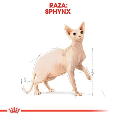 Ilustración de un gato Sphynx con líneas de medidas y el texto visible: 'RAZA: SPHYNX' en la parte superior.