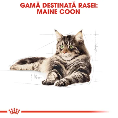 Text vizibil: GAMĂ DESTINATĂ RASEI: MAINE COON, imagine cu o pisică Maine Coon întinsă. Textul evidențiază o gamă de produse pentru această rasă.