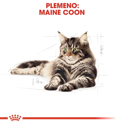 Text: PLEMENO: MAINE COON. Ilustrácia ležiacej mačky plemena Maine Coon s dlhšou srsťou a zelenými očami.
