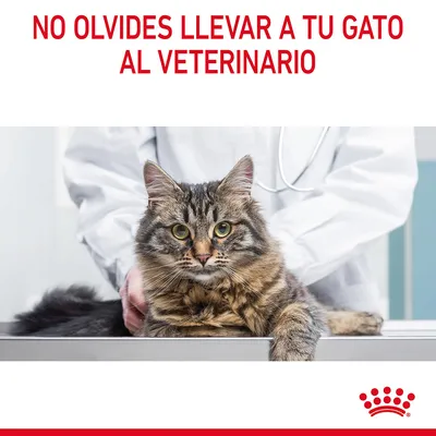 NO OLVIDES LLEVAR A TU GATO AL VETERINARIO. Imagen de un gato en una mesa con una persona vestida de bata blanca detrás. Logotipo de Royal Canin en la esquina inferior derecha.