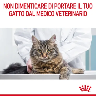 NON DIMENTICARE DI PORTARE IL TUO GATTO DAL MEDICO VETERINARIO
