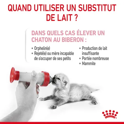 Quand utiliser un substitut de lait ? Dans quels cas élever un chaton au biberon : orphelin(e), rejeté(e), mère incapable, production de lait insuffisante, portée nombreuse, mammite.